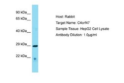 C4orf47 Rabbit anti-Human, Polyclonal, Novus Biologicals 0.1 mL | Buy Online | Novus Biologicals | Fisher Scientific